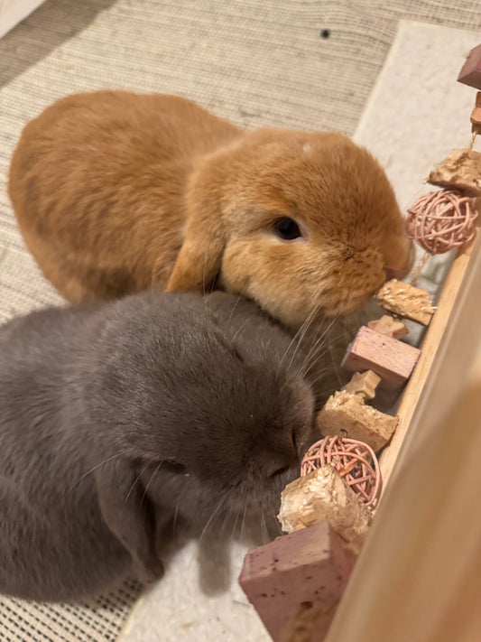 Little Bunny ‘Bun’ting